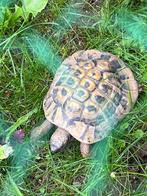 1.0 Testudo Hermani Boettgeri 2006, Tortue, 11 ans ou plus
