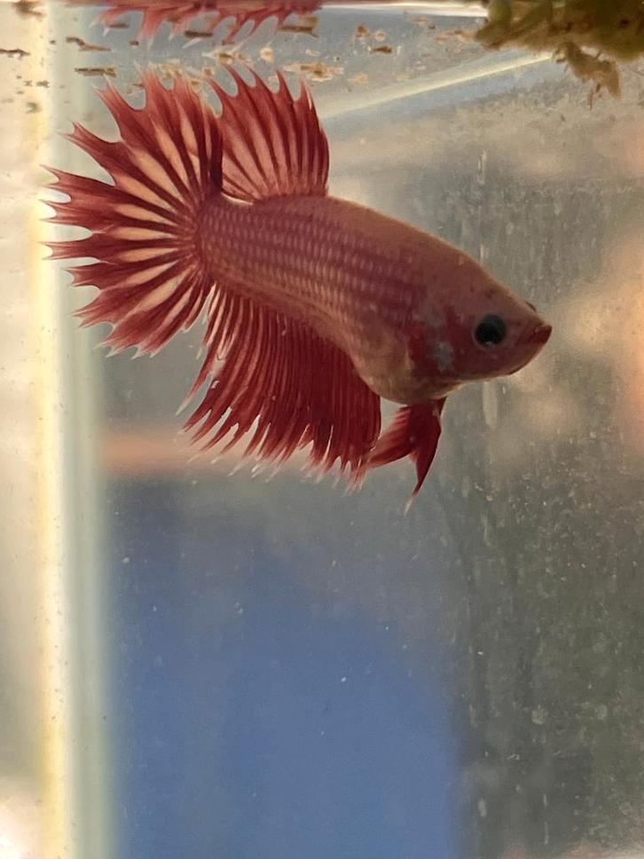 Betta splendens man – Crowntail hybride – rood  NIEUWE PRIJS, Animaux & Accessoires, Poissons | Poissons d'aquarium, Poisson d'eau douce