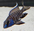 Aulonocara stuartgranti malawi cichliden, Vis, Zoetwatervis