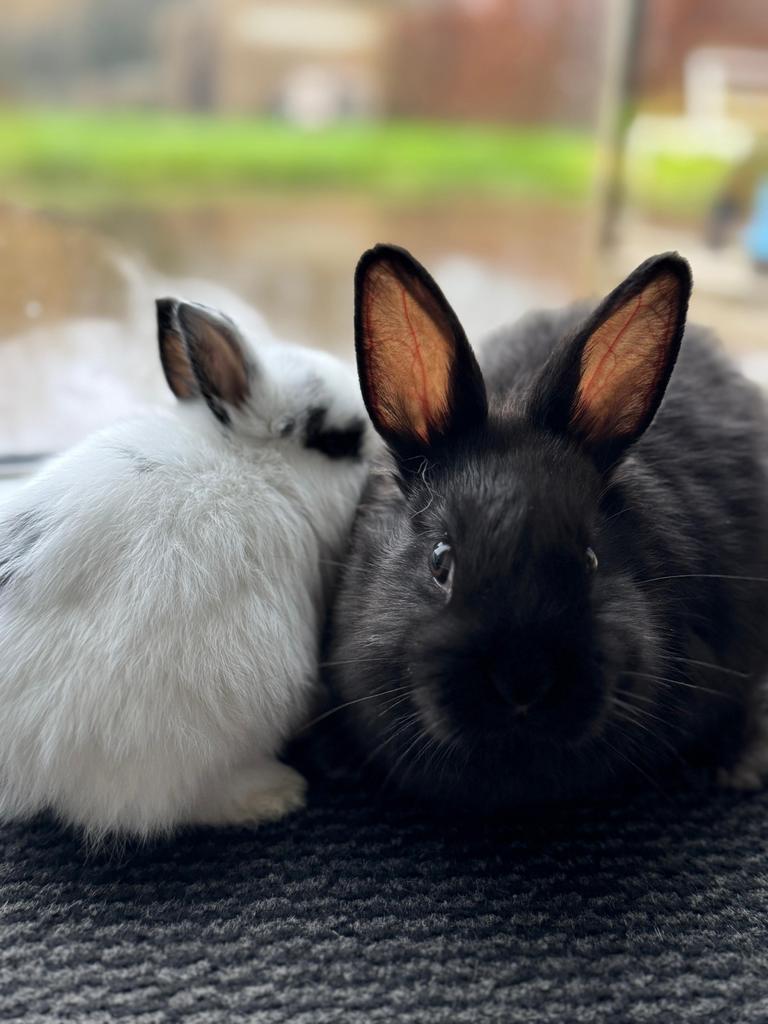 Gratis Konijn, Mannelijk, Klein, 0 tot 2 jaar