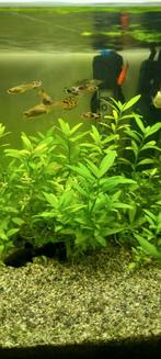 Aquariumvissen, Animaux & Accessoires, Poissons | Poissons d'aquarium