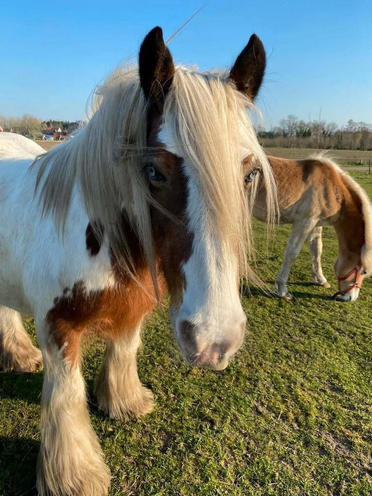 Wandelpaard gezocht  koudbloed, Dieren en Toebehoren, Paarden, Zadelmak, Minder dan 160 cm, 11 jaar of ouder, Recreatiepaard, Gechipt