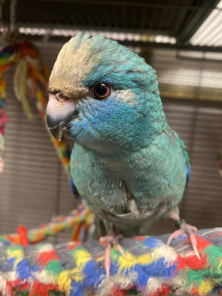 Jeune homme kakariki super apprivoisé 2026, Mâle, Perruche, Domestique