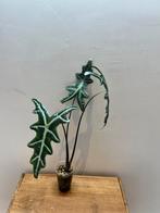 Alocasia Sanderiana Nobilis ‘silver plus’, Autres espèces, En pot, Enlèvement ou Envoi, Moins de 100 cm