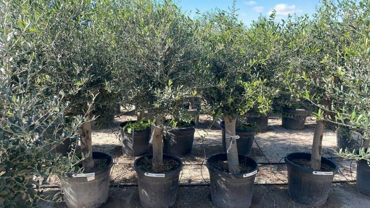 ‼️olijfbomen olea europaea aan onklopbare prijzen ‼️, Tuin en Terras, Planten | Bomen, Ophalen