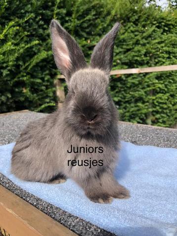 Vlaamse reus / Duitse reus Siamees Seal Sable ram beschikbaar voor biedingen