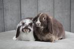 Koppel nhd dwergkonijnen, Plusieurs animaux, Petit, Oreilles tombantes, 0 à 2 ans