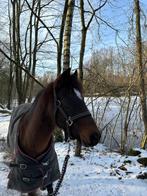 Halve stal, Dieren en Toebehoren, Merrie, Niet van toepassing, B pony (1.17m tot 1.27m), Recreatiepony