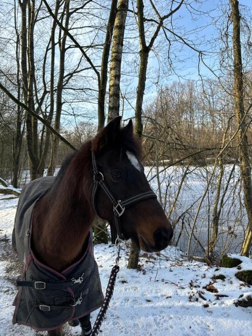 Halve stal, Dieren en Toebehoren, Pony's, Merrie, Niet van toepassing, B pony (1.17m tot 1.27m), Recreatiepony