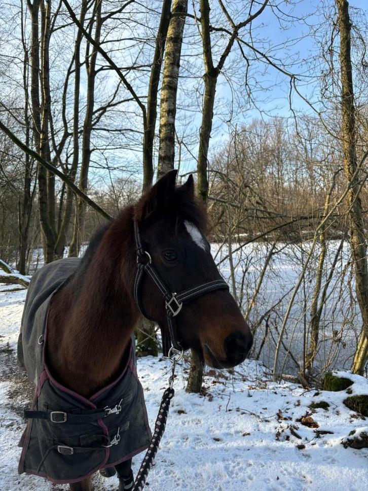 Halve stal, Dieren en Toebehoren, Pony's, Merrie, Niet van toepassing, B pony (1.17m tot 1.27m), Recreatiepony