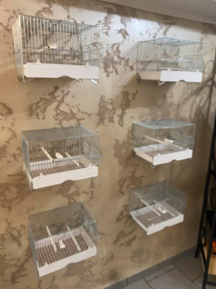 6 Domus-Molinari zangkooi, Dieren en Toebehoren, Vogels | Hokken en Kooien, Nieuw, Vogelkooi, Metaal, Ophalen
