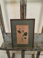 illustratie van de éénbladige aardbei, Enlèvement ou Envoi