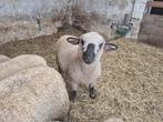 Mooi raszuiver ooilam Hampshire Down feb 2025, Dieren en Toebehoren, Vrouwelijk, Schaap, 0 tot 2 jaar