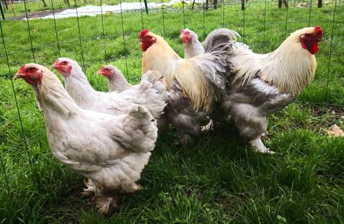 Œufs Brahma isabelle / gris perle, Dieren en Toebehoren, Pluimvee, Kip