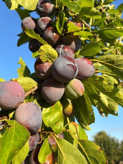 Bio pruim fruit per 5 kg. Prijs 1 € per kg, Zakelijke goederen, Landbouw | Aardappelen, Groenten, Fruit en Vlees, Ophalen