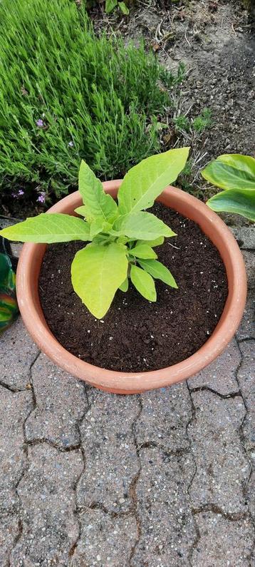 Datura  beschikbaar voor biedingen