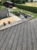 Belgische Koi's en goudvissen - +/- 30 stuks!!, Dieren en Toebehoren, Vissen | Vijvervissen, Goudvis(sen)