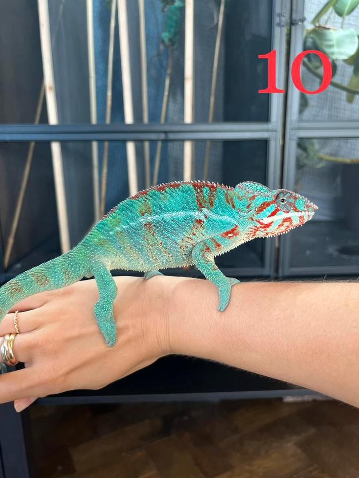 Jonge mannelijke kameleons Furcifer pardalis ambilobe, Dieren en Toebehoren, Reptielen en Amfibieën, Hagedis, 0 tot 2 jaar