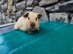 Cochon d'Inde, Animaux & Accessoires, Rongeurs, Mâle, Cobaye, Domestique