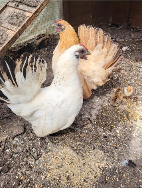 2 serama koppeltjes, Dieren en Toebehoren, Pluimvee
