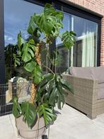 Monstera plant, Tuin en Terras, Ophalen, Zo goed als nieuw