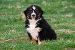 Australische Herder pup te koop (black tri reutje) - Aussie, Dieren en Toebehoren, Honden | Herdershonden en Veedrijvers, België