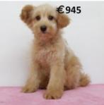 Pomapoo (teefjes) puppy's te koop, Dieren en Toebehoren, Honden | Chihuahua's en Gezelschapshonden, 15 weken tot 1 jaar, Buitenland
