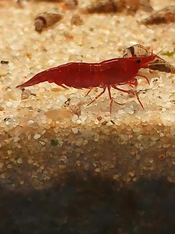 Bloody mary garnalen neocaridina beschikbaar voor biedingen
