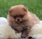 Chiots de Poméranie, Loulou, Chien (mâle), Belgique, Plusieurs