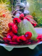 Beaux escargots rouges en corne