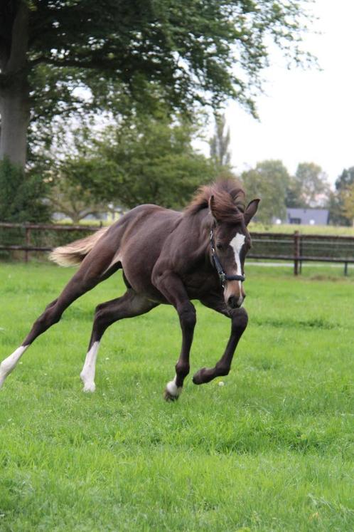 Knap en stoer KWPN hengstveulentje te koop!, Dieren en Toebehoren, Paarden, Hengst, Niet van toepassing, 165 tot 170 cm, 0 tot 2 jaar