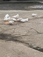 Witte duiven, Dieren en Toebehoren, Meerdere dieren, Overige soorten