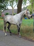 D/E pony gezocht, Dieren en Toebehoren, Ophalen