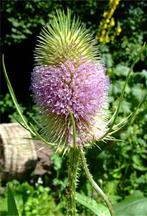 kaardebol, Tuin en Terras, Bloembollen en Zaden, Ophalen, Voorjaar, Volle zon, Wortelstok