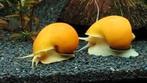Jonge appelslakken, Dieren en Toebehoren, Vissen | Aquariumvissen