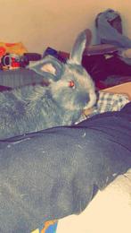 KONIJN TE KOOP, Dieren en Toebehoren, Mannelijk, Juli, Overige typen, Tam