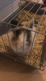 Konijn te koop, Dieren en Toebehoren, Knaagdieren, Vrouwelijk, Januari, Overige typen, Tam