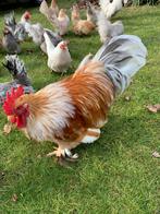 Mooie 4 maand oude haan?  Knuffelhaan opgevoed in woonkamer, Poule ou poulet