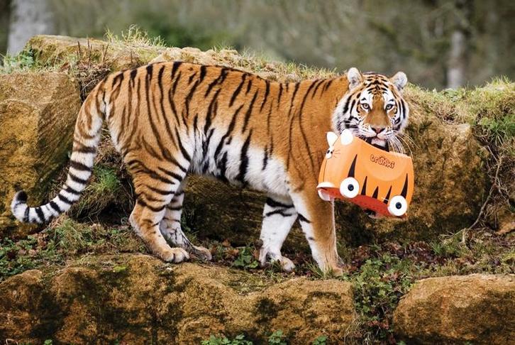 Trunki kinderkoffer Tipu tijger, Bijoux, Sacs & Beauté, Valises, Neuf, Plastique dur, Moins de 50 cm, Moins de 35 cm, Clé, Roulettes