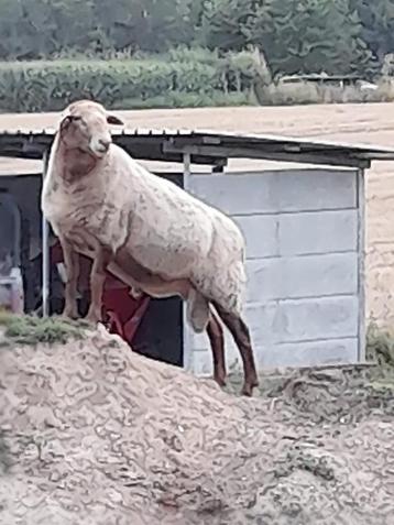 Ardense Voskop RAM, Mâle, Mouton, 0 à 2 ans