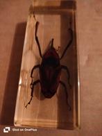 Insect, Animaux & Accessoires, Insectes & Araignées