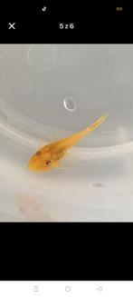 Ancistrus L 144 albino, Dieren en Toebehoren, Vissen | Aquariumvissen, Vis, Zoetwatervis