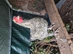 Mix hanen te koop, Dieren en Toebehoren, Pluimvee, Mannelijk, Kip