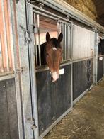 Leuke ruin, Dieren en Toebehoren, Paarden, Gechipt, Ruin, 7 tot 10 jaar, 160 tot 165 cm