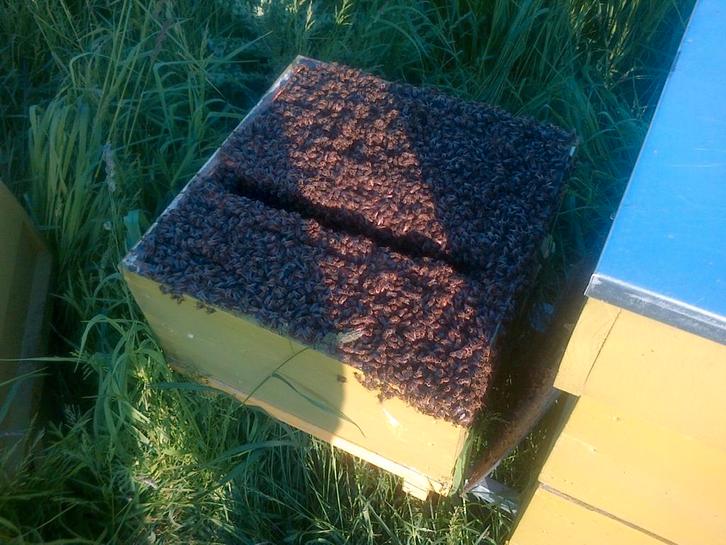 Leuke zesraamse bijenvolken., Animaux & Accessoires, Insectes & Araignées, Abeilles