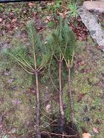Grove den Gezocht, Tuin en Terras, Ophalen