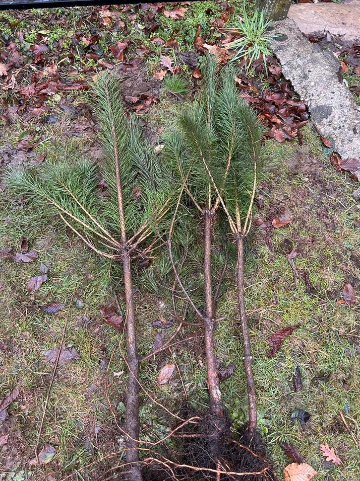 Grove den Gezocht, Tuin en Terras, Planten | Tuinplanten, Ophalen