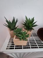 *Trio de plantes artificielles en pots*, En pot, Enlèvement, Plante succulente
