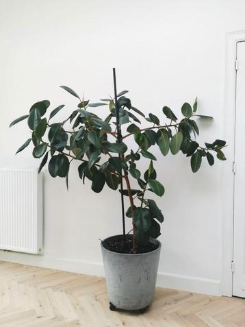 Ficus elastica