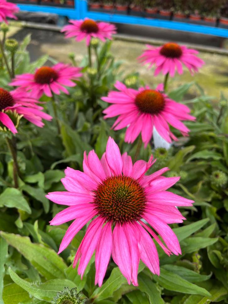 Echinacea SunSeekers ‘Rosy’ P17cm, Tuin en Terras, Planten | Tuinplanten, Vaste plant, Volle zon, Zomer, Ophalen